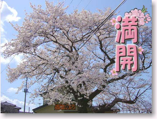 酒の新茶屋の大桜（2004）